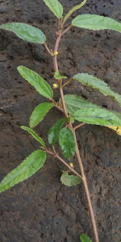 Corchorus fascicularis, photographed by S.MORE