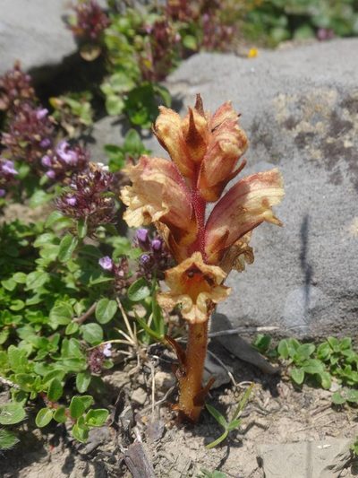 Orobanche alba, photographed by Ben Costamagna