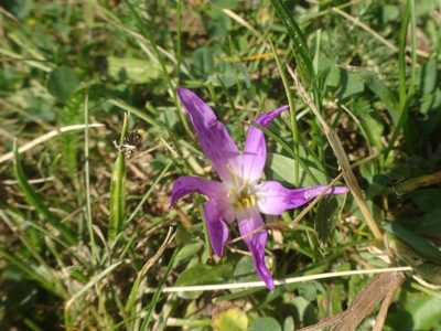 Colchicum montanum, photographed by Ben Costamagna