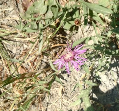 Centaurea nigrescens, photographed by Andrea Meucci