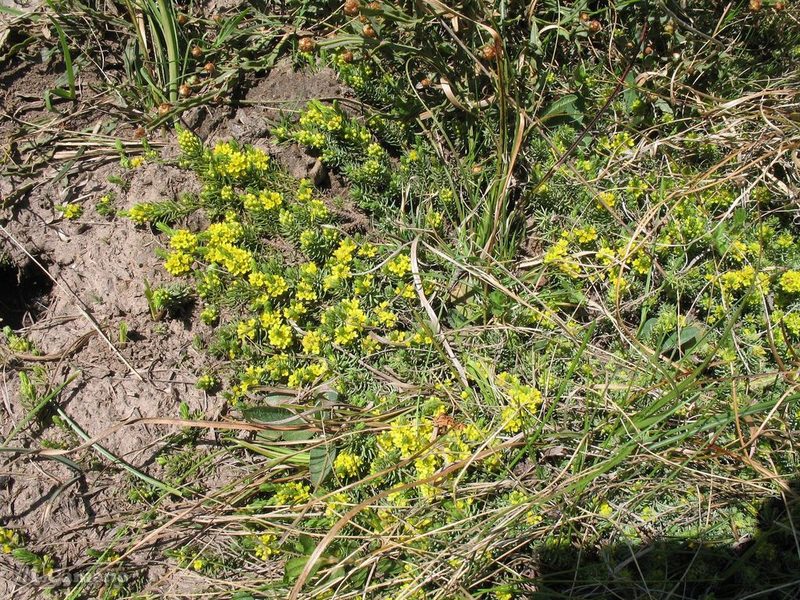 Thymelaea coridifolia, photographed by José Luis Camaño