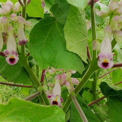 Martynia annua, photographed by Paulmathi Vinod