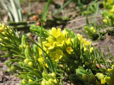 Thymelaea coridifolia, photographed by José Luis Camaño