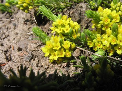 Thymelaea coridifolia, photographed by José Luis Camaño