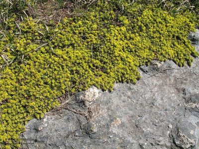 Thymelaea coridifolia, photographed by José Luis Camaño