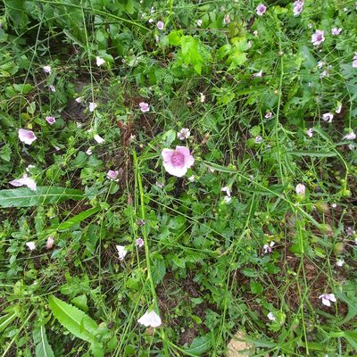 Althaea cannabina