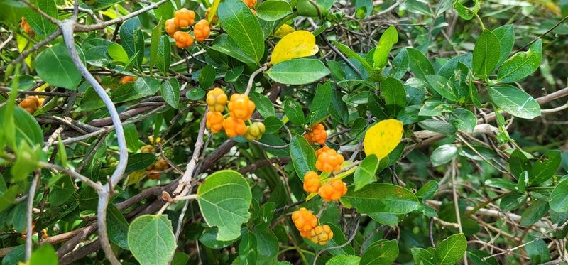 Gynochthodes parvifolia, photographed by Yu-Huang Wang