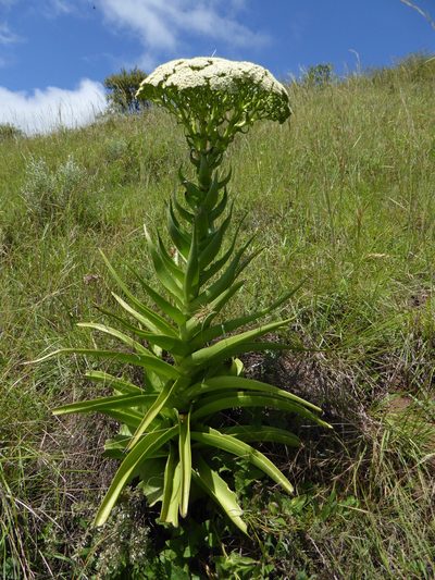 Crassula acinaciformis, photographed by Hlengiwe Mtshali