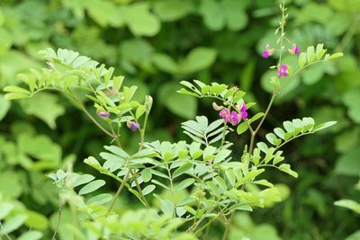 Tephrosia purpurea, photographed by Dinesh Valke