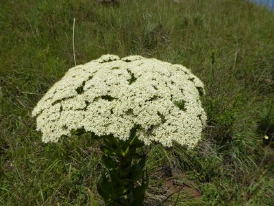 Crassula acinaciformis, photographed by Hlengiwe Mtshali