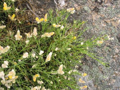Echinospartum ibericum, photographed by José Luis Camaño