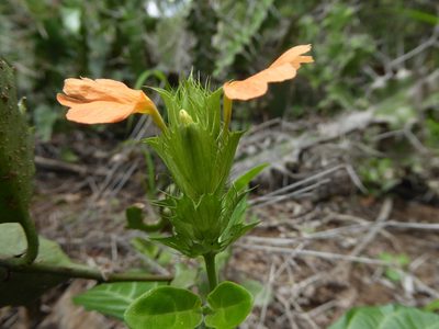 Crossandra fruticulosa, photographed by Hlengiwe Mtshali