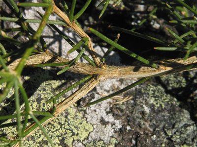 Echinospartum ibericum, photographed by José Luis Camaño