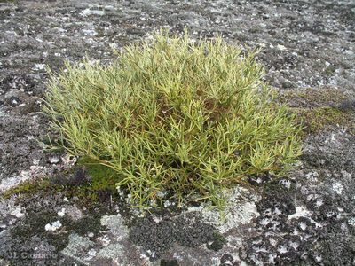 Echinospartum ibericum, photographed by José Luis Camaño