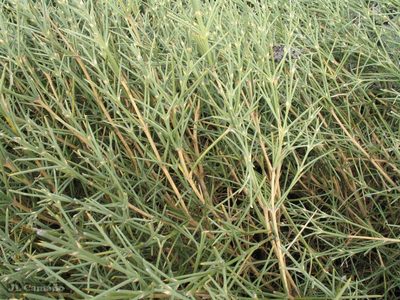 Echinospartum ibericum, photographed by José Luis Camaño