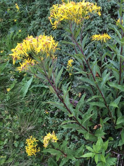 Senecio hercynicus, photographed by Karsten Rohweder