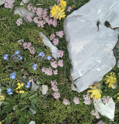 Valeriana supina, photographed by Karsten Rohweder