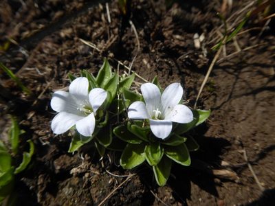 Craterocapsa tarsodes, photographed by Hlengiwe Mtshali