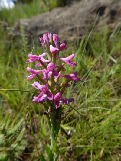Disa stachyoides, photographed by Hlengiwe Mtshali