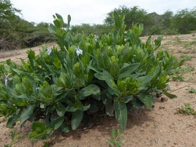 Ecbolium glabratum, photographed by Hlengiwe Mtshali