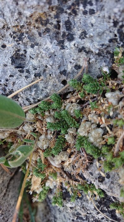 Paronychia kapela, photographed by Juraj Ahel