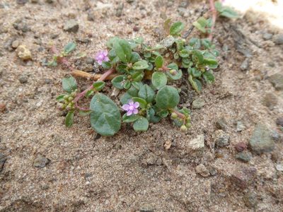 Gisekia africana, photographed by Hlengiwe Mtshali