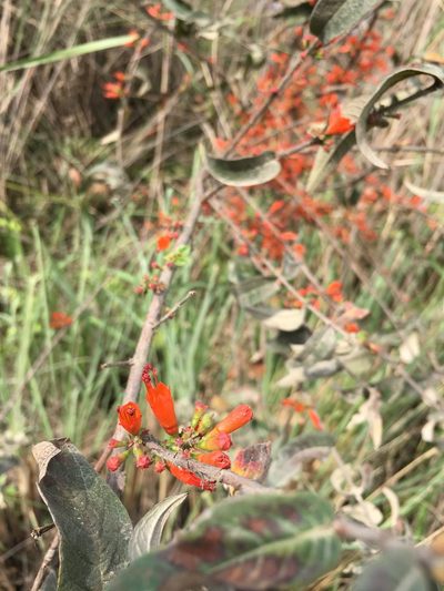 Woodfordia fruticosa, photographed by Ameet Mandavia