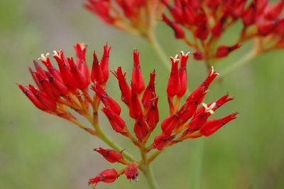 Haemodorum coccineum, photographed by coenobita