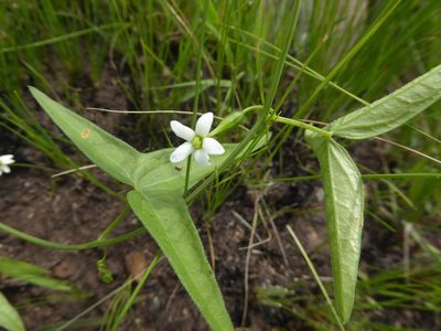 Trochomeria sagittata, photographed by Hlengiwe Mtshali