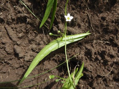 Trochomeria sagittata, photographed by Hlengiwe Mtshali