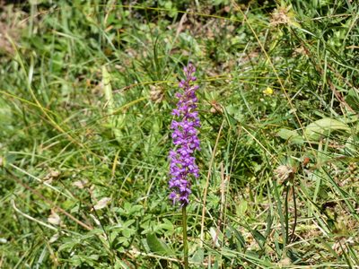 Gymnadenia conopsea, photographed by Norrland