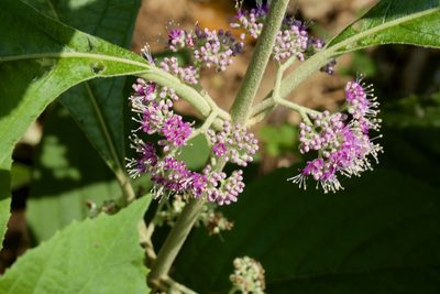Callicarpa tomentosa, photographed by Shawn O'Donnell