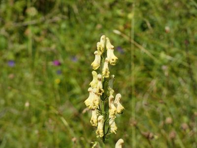 Aconitum lycoctonum, photographed by Norrland