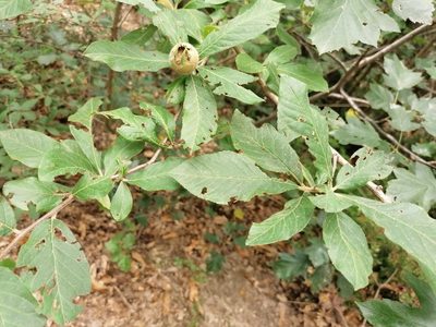 Crataegus germanica, photographed by Daniel Linzbauer