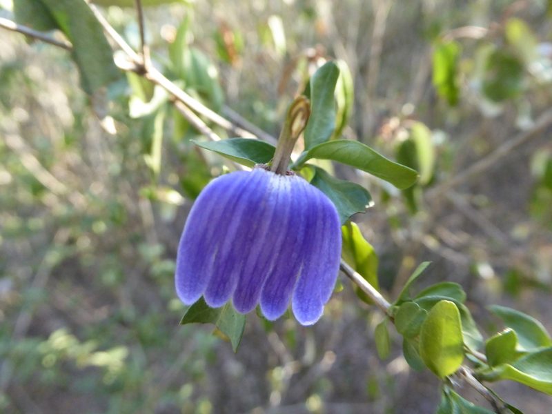 Sclerochiton apiculatus, photographed by Hlengiwe Mtshali