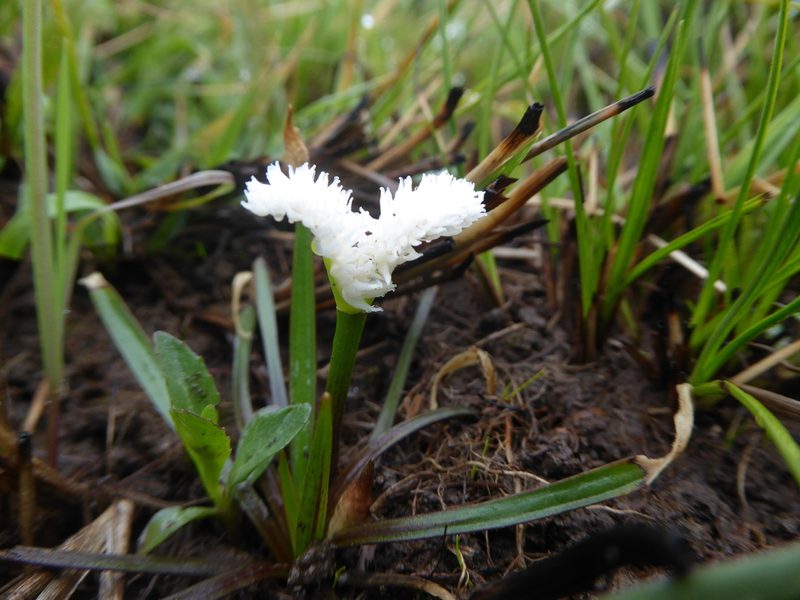 Aponogeton junceus, photographed by Hlengiwe Mtshali