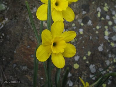 Narcissus rupicola, photographed by José Luis Camaño