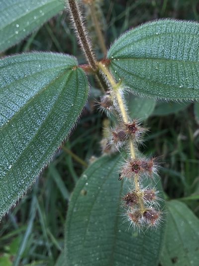 Miconia dependens, photographed by Nicolás Baresch Uribe