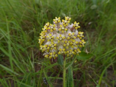 Asclepias albens, photographed by Hlengiwe Mtshali