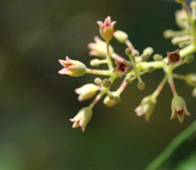 Heritiera littoralis, photographed by Agnes Trekker