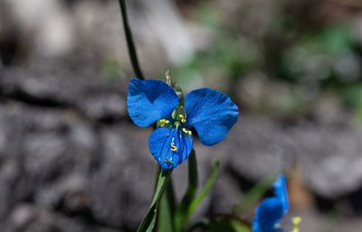 Commelina dianthifolia, photographed by Jeremiah Degenhardt