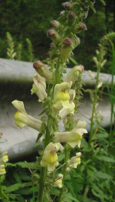 Antirrhinum meonanthum, photographed by José Luis Camaño