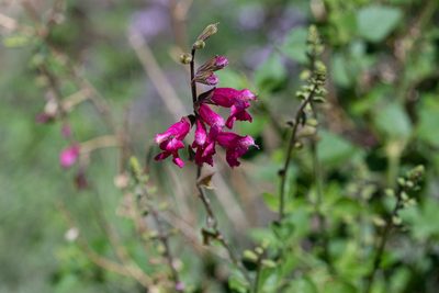 Salvia microphylla, photographed by Jeremiah Degenhardt