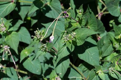 Mirabilis longiflora, photographed by Jeremiah Degenhardt