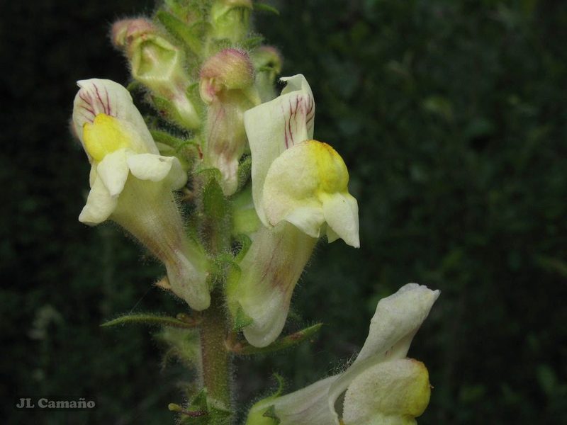 Antirrhinum meonanthum, photographed by José Luis Camaño