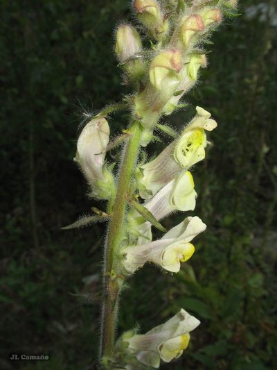 Antirrhinum meonanthum, photographed by José Luis Camaño