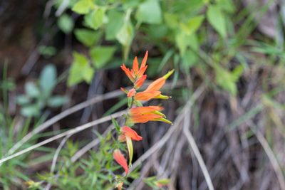 Castilleja patriotica, photographed by Jeremiah Degenhardt