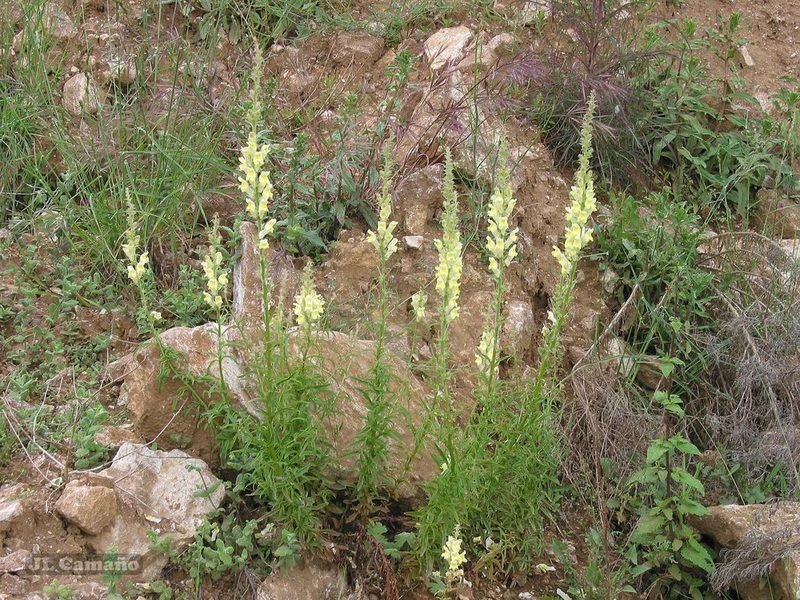 Antirrhinum braun-blanquetii, photographed by José Luis Camaño