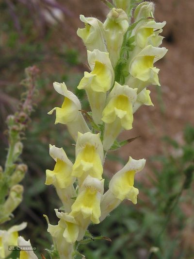 Antirrhinum braun-blanquetii, photographed by José Luis Camaño