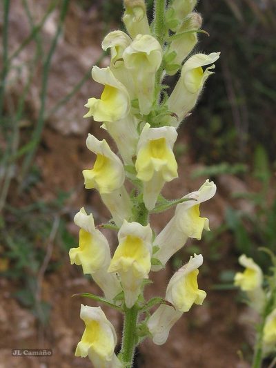Antirrhinum braun-blanquetii, photographed by José Luis Camaño